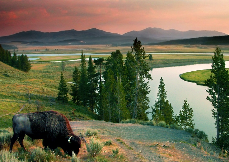 Bison and River