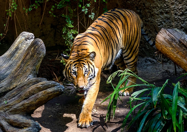 San Diego Zoo Tiger
