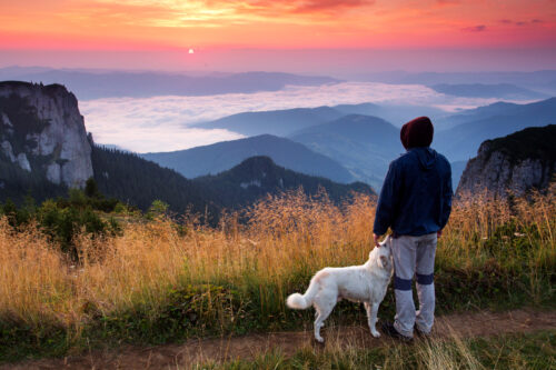 Guy and dog watching sunset